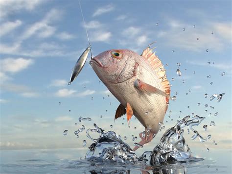 Bait and Watch: Unveiling the Secrets of Successful Fishing